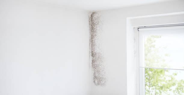 Best Basement Mold Removal  in Woxall, PA