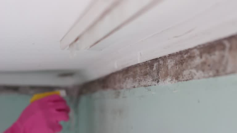 Best Mold-Related Health Consultation  in Woxall, PA